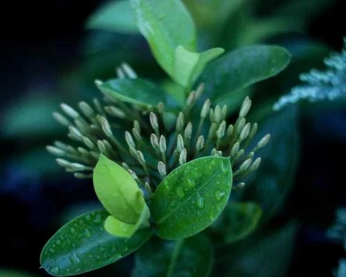 拼多多营销工具