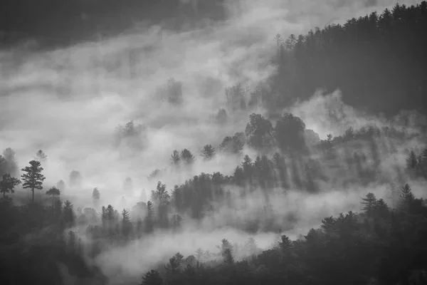 拼多多直播带货