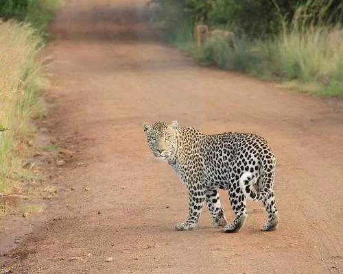 电商运营仪表盘