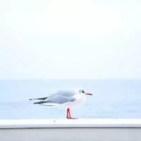 新鲜水果