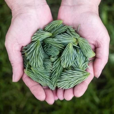 联盟圣骑士副业