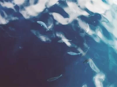 专业翻译服务