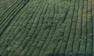 自由职业副业