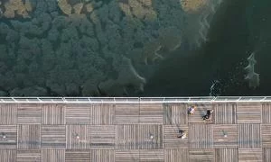 审核与获批