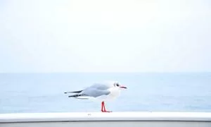 多样化游戏测试任务