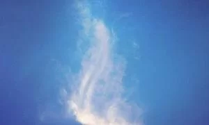 宠物内容平台