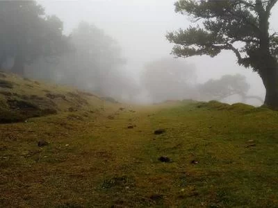 茶叶包装设计
