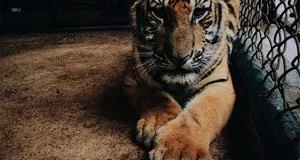 高收入潜力