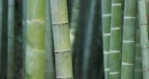 妈妈创业成功案例