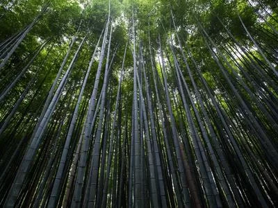 教师知识变现