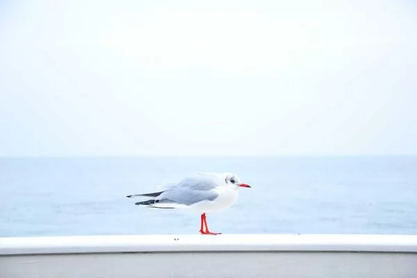 在家副业机会