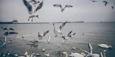 多元收入来源