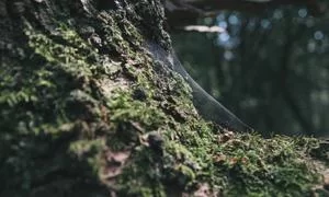 模特社交媒体运营