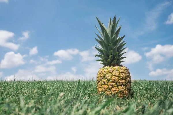 王副业创收项目