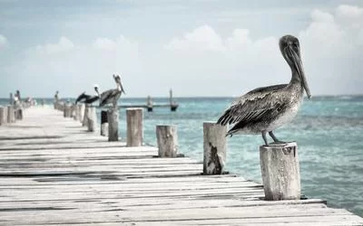 网络规划自由职业者