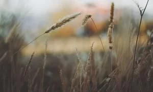 多元商业模式