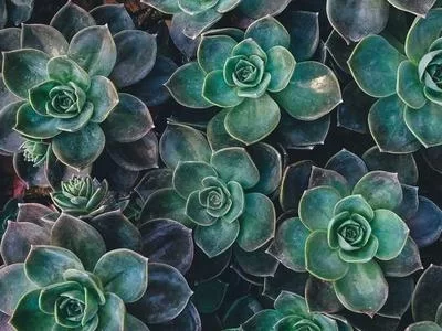 花茶制作