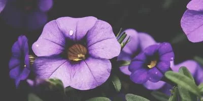 写作兼职