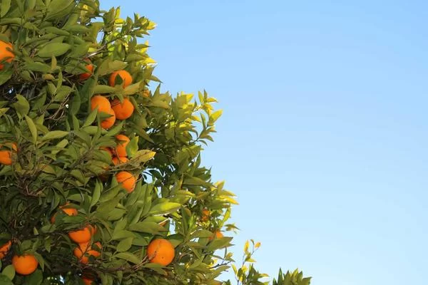 线上唱歌副业