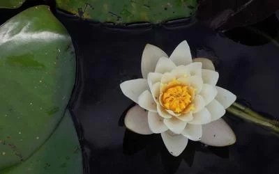 盲盒零售项目
