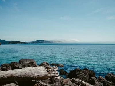 优质本地土鸡