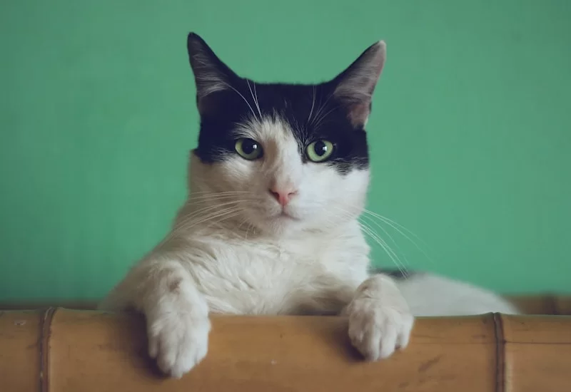 猫咪副业变现